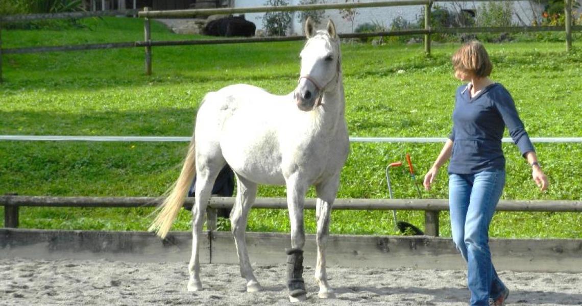 Pferdegestütztes Coaching - ganzheitlich und sehr effizient